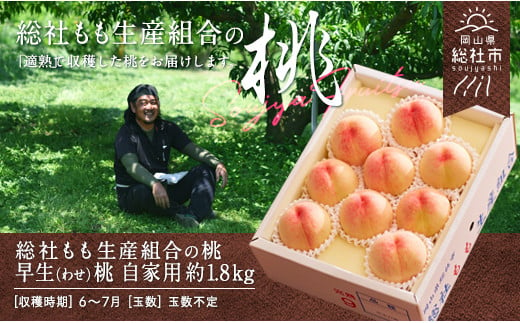 早生桃（自家用約1.8kg）【2024年産先行予約】