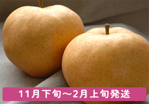 岡山のあたご梨大玉1キロ2玉