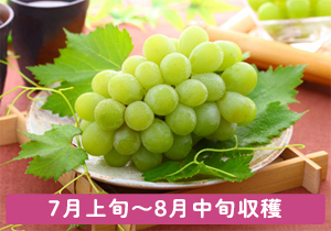 マスカット厳選大房1房