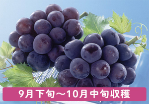 大粒大房ピオーネ2房