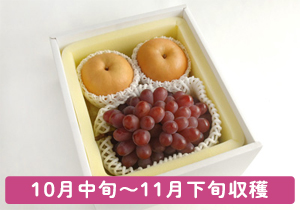 梨と紫苑詰合せ