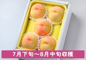 清水白桃秀品5玉