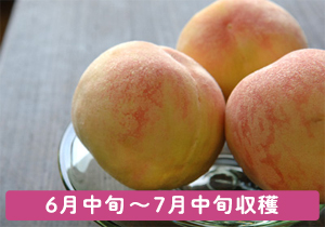 総社の早生桃お土産ギフト