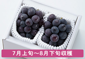 夏のピオーネ厳選2房