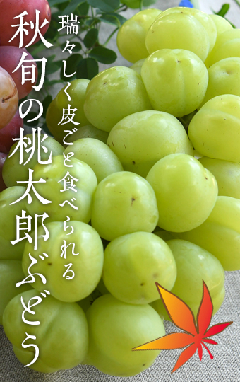 種がなく皮ごと食べられる秋旬の桃太郎ぶどうです。飽きのこないさっぱりと瑞々しい果肉で、皮も薄く食べやすいです。