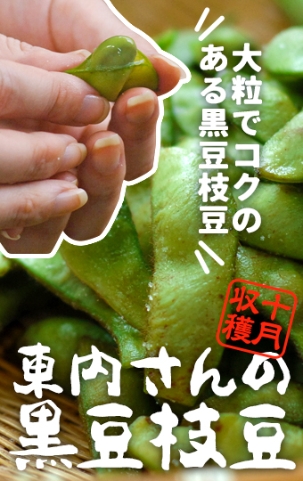 大粒で風味豊かな黒豆枝豆、作州黒の枝豆です。