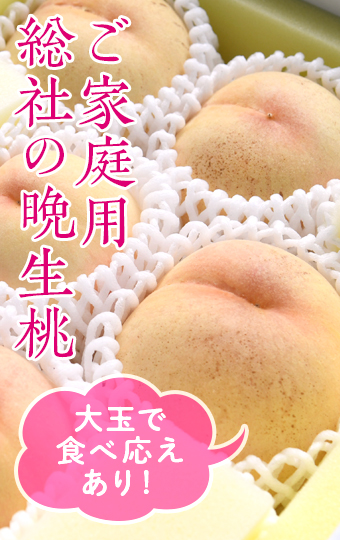 8月から9月に収穫される大玉で甘いご家庭用総社の晩生桃です