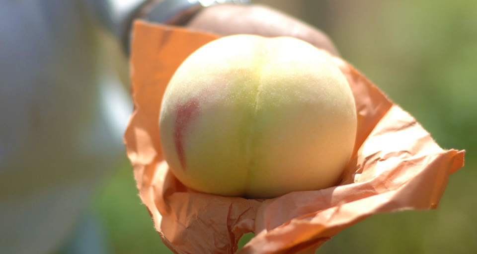 生産者の方が手に持ったおかやま夢白桃
